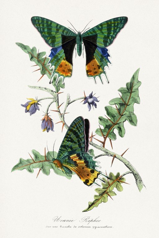 Vintage Illustration of Uranie Rhiphee Butterflies on Thorny Branch
