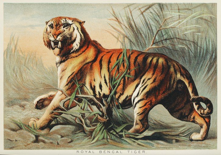 Royal Bengal Tiger Illustration in Natural Habitat