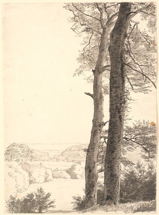 Pencil and Wash Drawing of Trees and Landscape
