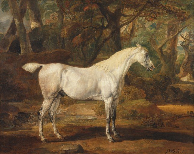 White Horse in a Forest Landscape