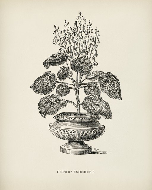 Botanical Illustration of Gesnera Exoniensis Plant
