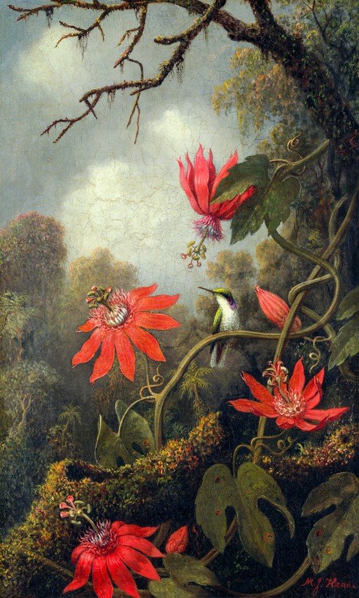 Hummingbird and Passion Flowers in a Lush Forest