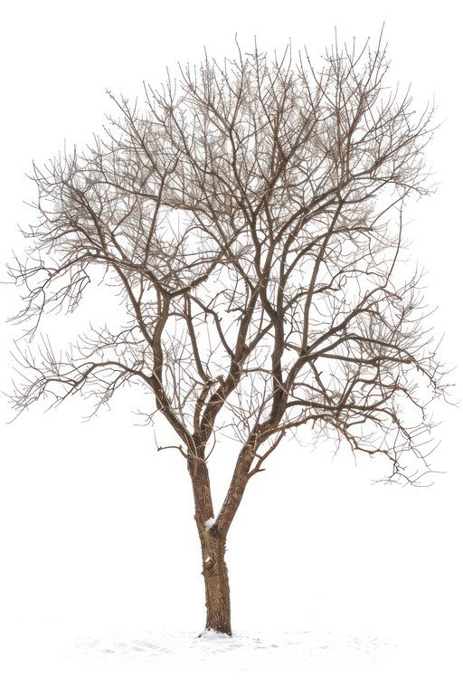 Bare Tree in Winter Snow