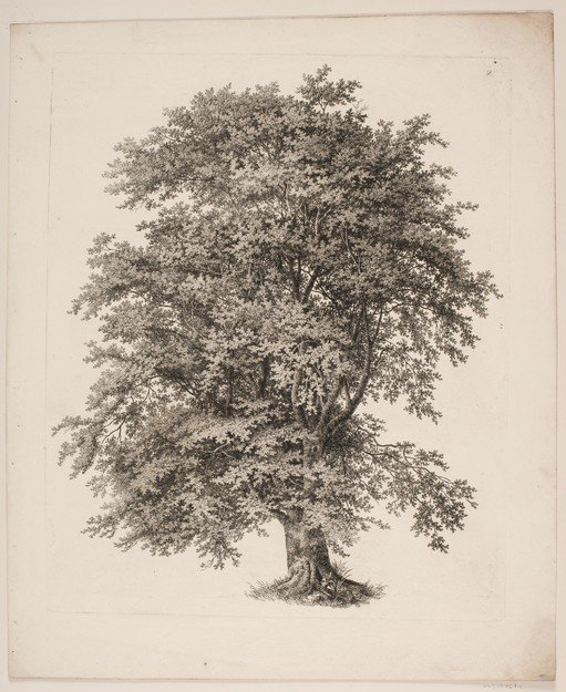 Detailed Etching of a Large Oak Tree