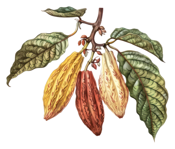 Cocoa Pods and Leaves Botanical Illustration