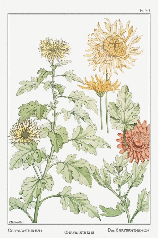 Art Nouveau Chrysanthemums Botanical Illustration