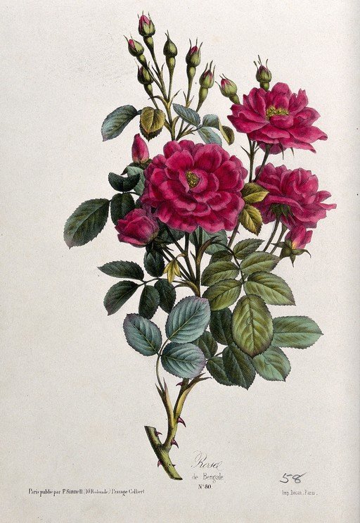 Vintage Botanical Illustration of Bengal Rose
