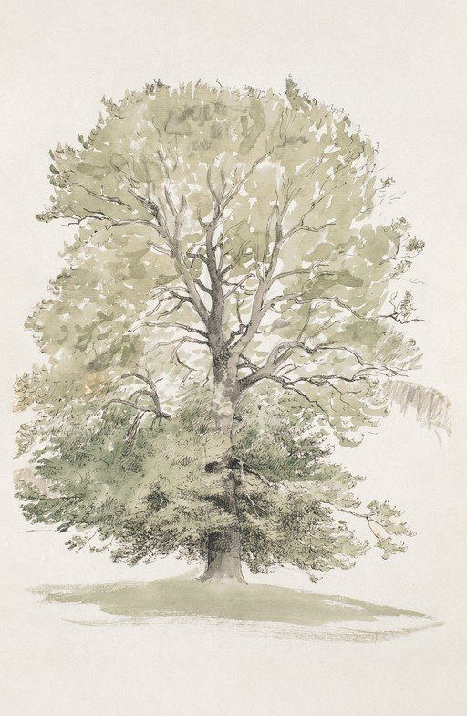 Watercolor Painting of a Large Oak Tree