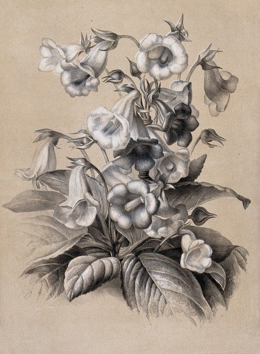 Pencil Drawing of Gloxinia Flowers