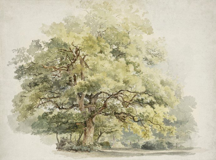 Watercolor Painting of a Majestic Oak Tree in a Park