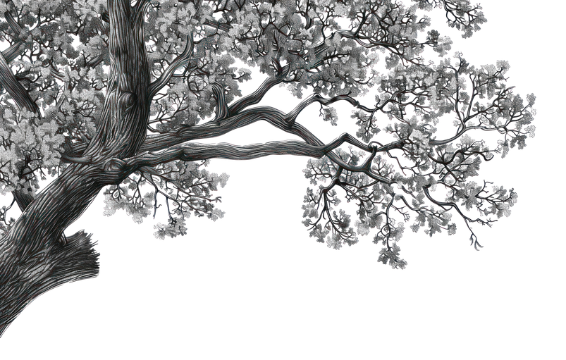Detailed Black and White Illustration of an Old Oak Tree Branch