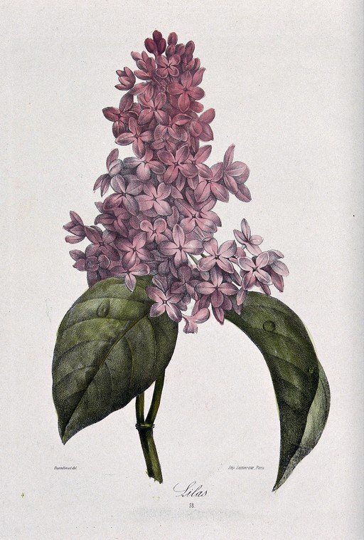 Vintage Botanical Illustration of Lilac Flowers