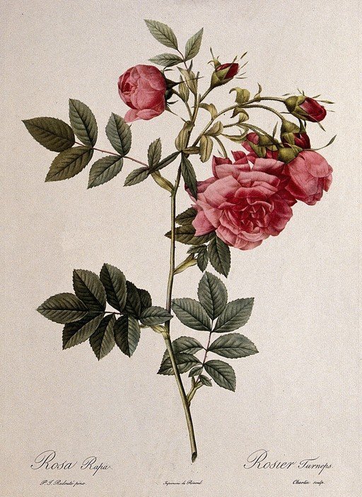 Vintage Botanical Illustration of Pink Roses