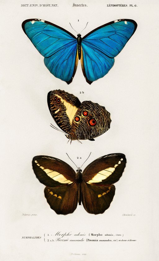 Vintage Butterfly Illustrations: Morpho adonis and Pavonia anaxandra