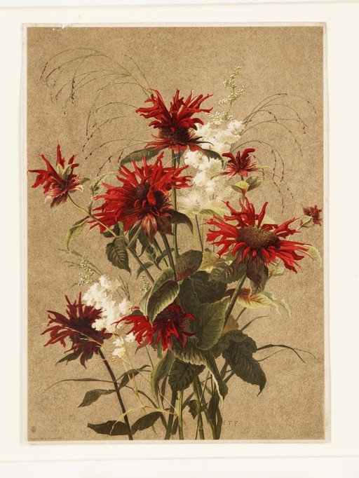 Red Bee Balm and White Astilbe Botanical Illustration