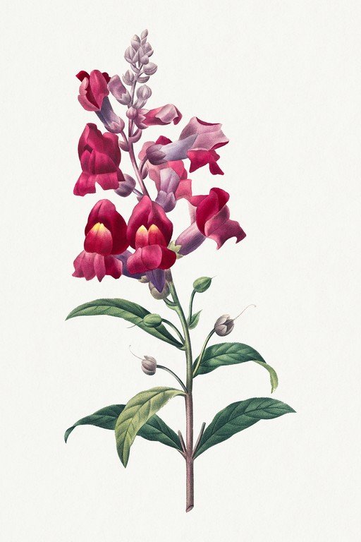 Vintage Botanical Illustration of Pink Snapdragons