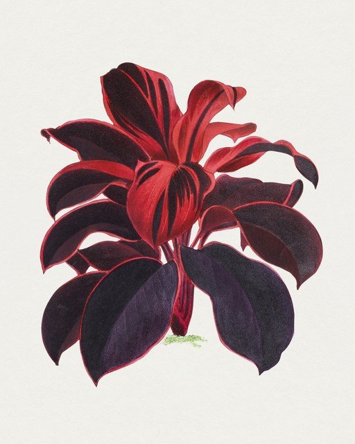 Vibrant Red and Purple Tropical Plant Illustration