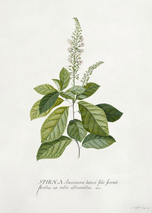 Botanical Illustration of Spiraea Americana