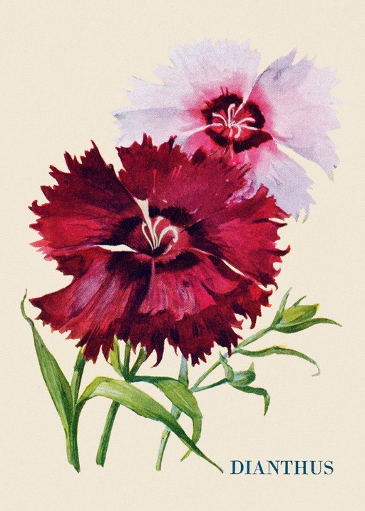 Dianthus Flowers: A Vintage Botanical Illustration