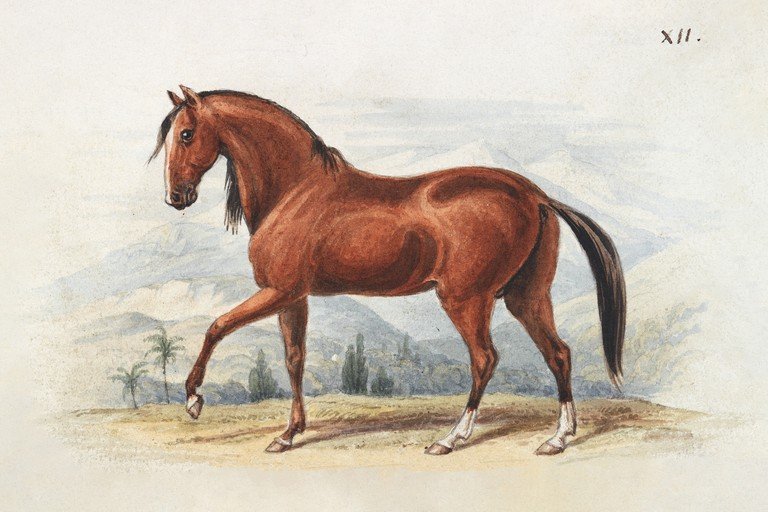 Brown Horse in a Landscape