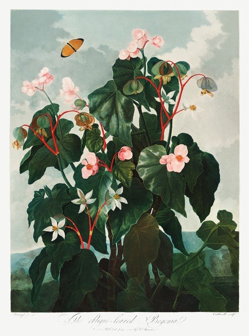 Oblique-leaved Begonia with Butterfly