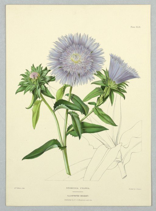 Stokesia Cyania Botanical Illustration