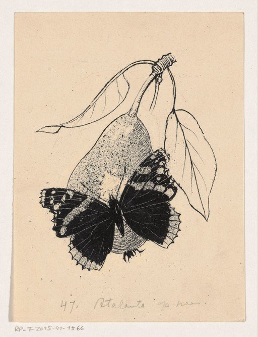 Butterfly on a Pear Botanical Illustration