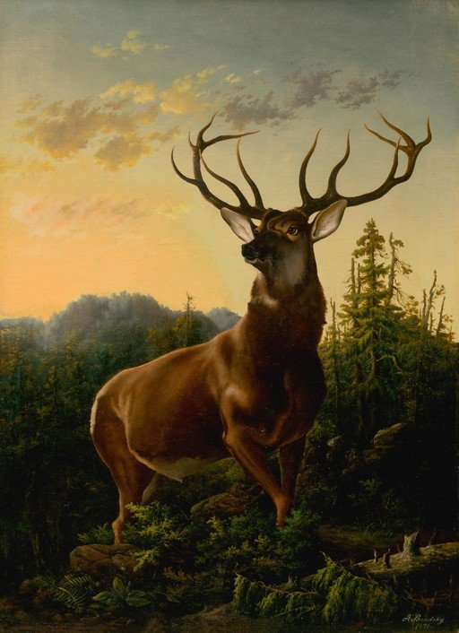 Majestic Stag in a Forest at Sunset