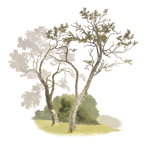 Watercolor Painting of Two Trees and Foliage