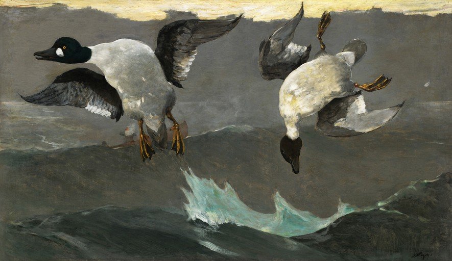 The Chase: Two Ducks Diving