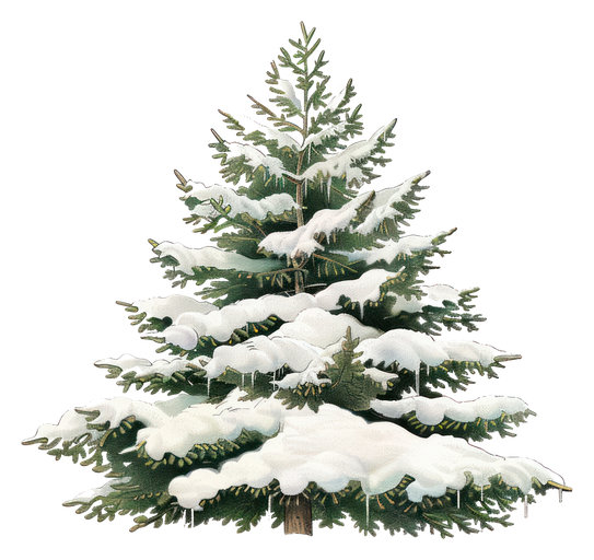 Snow-Covered Evergreen Tree