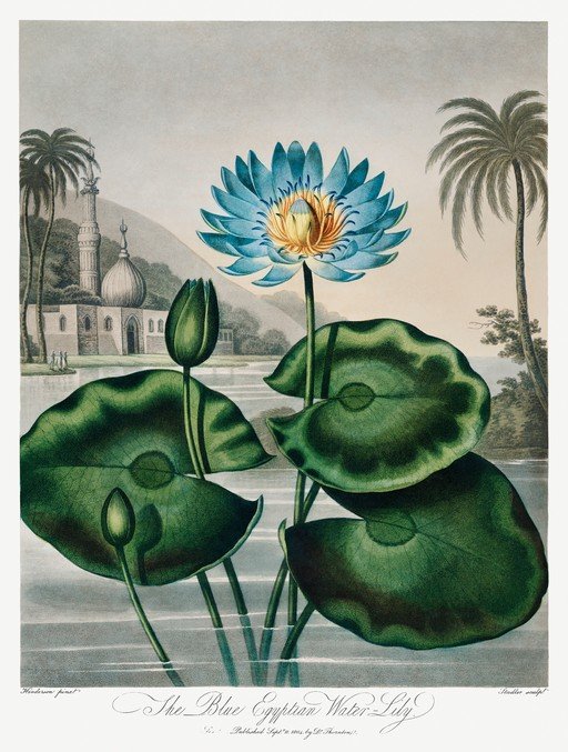 The Blue Egyptian Water-Lily Botanical Illustration