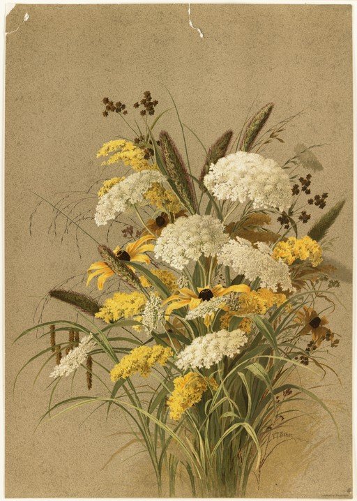 Vintage Botanical Illustration of Wildflowers and Grasses