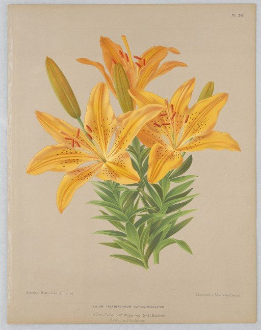 Illustration of Lilium Thunbergianum Aureum Maculatum
