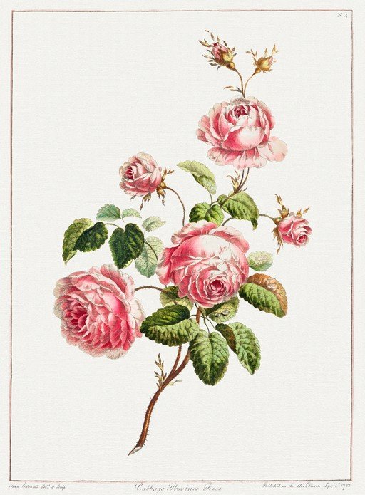 Vintage Cabbage Rose Botanical Illustration