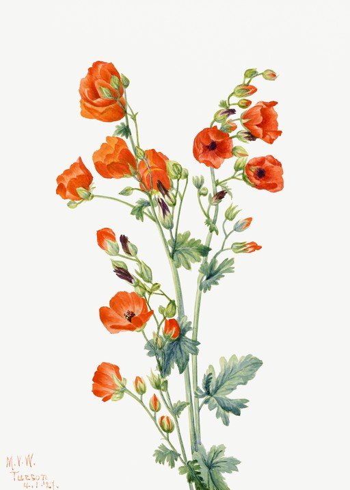 Watercolor Painting of Orange Globe Mallow Flowers