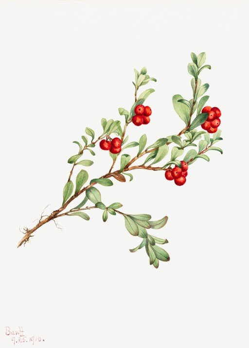 Botanical Illustration of Lingonberry Branch with Berries