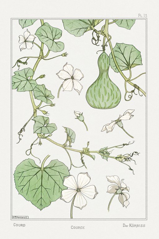Botanical Illustration of a Gourd Plant