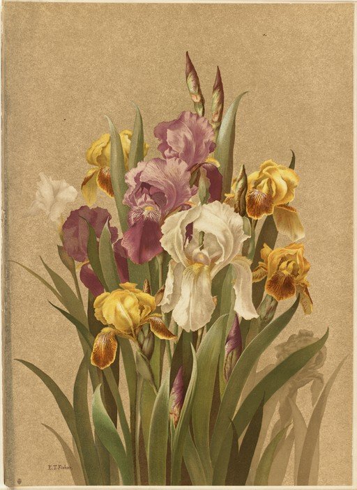 Vintage Botanical Illustration of Irises