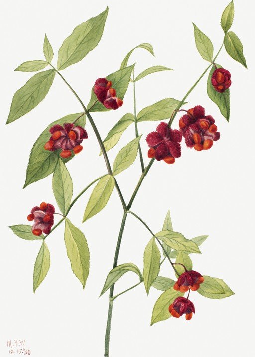 Botanical Illustration of Spindle Tree Fruit and Leaves