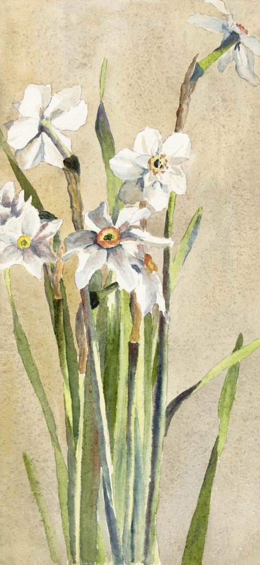 Watercolor Painting of White Daffodils