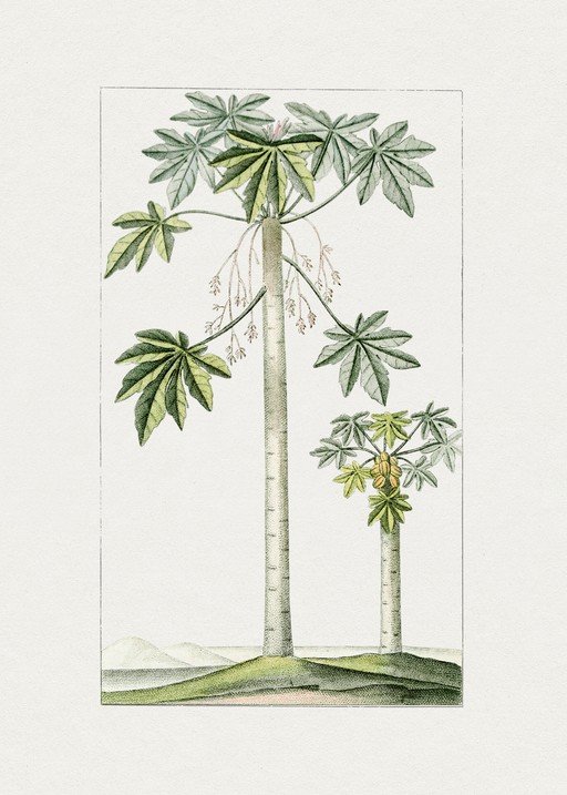 Vintage Botanical Illustration of Papaya Trees