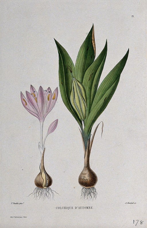 Autumn Crocus Botanical Illustration