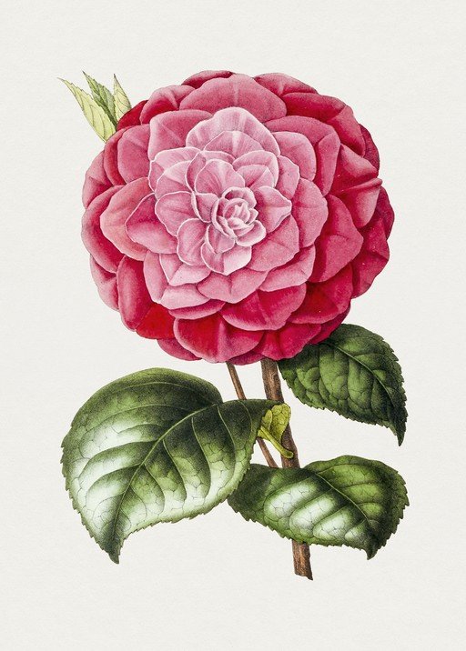 Vintage Pink Camellia Flower Botanical Illustration
