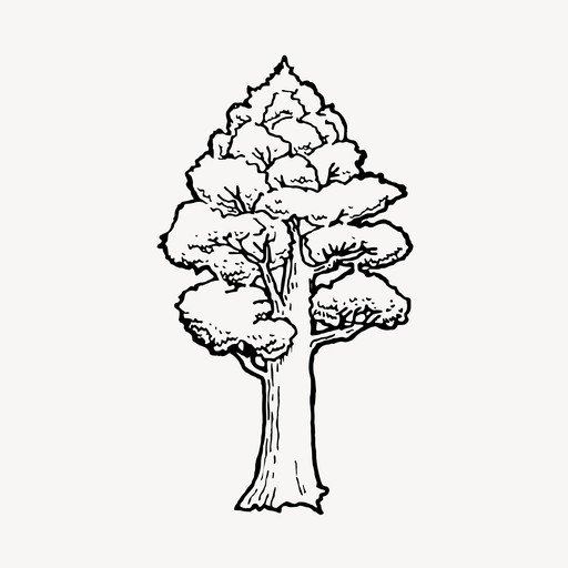 Hand-Drawn Sequoia Tree Illustration