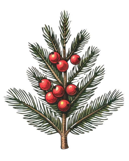 Christmas Holly Branch with Red Berries Illustration