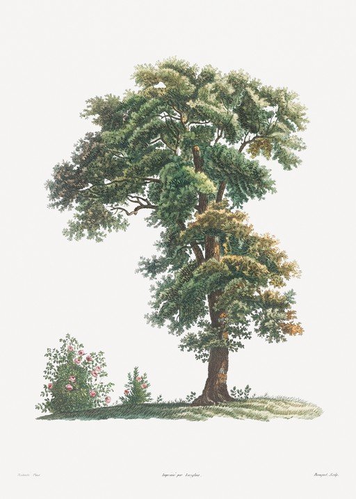 Vintage Botanical Illustration of a Majestic Oak Tree and Roses
