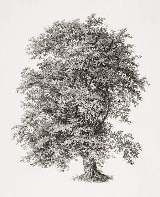 Detailed Sepia Drawing of a Majestic Oak Tree