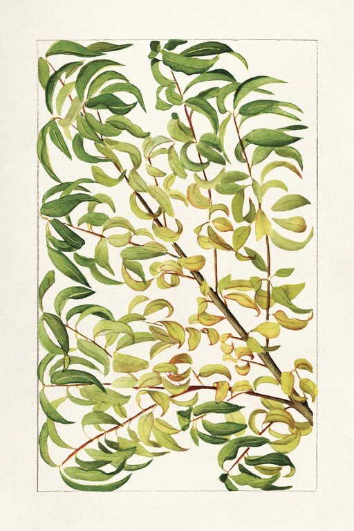 Botanical Illustration of Green and Yellow Leaves on Branches