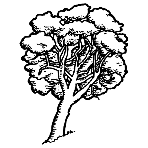 Line Art Illustration of a Lush Tree